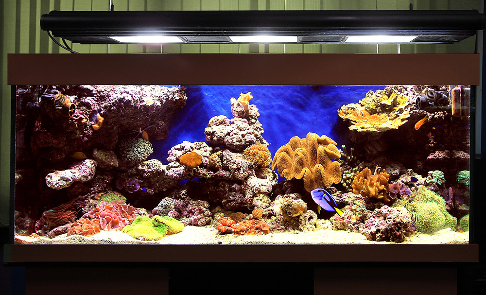 4-1-4 Морской рифовый аквариум в Juwel Rio 400.JPG